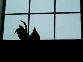 Blackie on a high window ledge