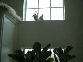 Blackie on a high window ledge
