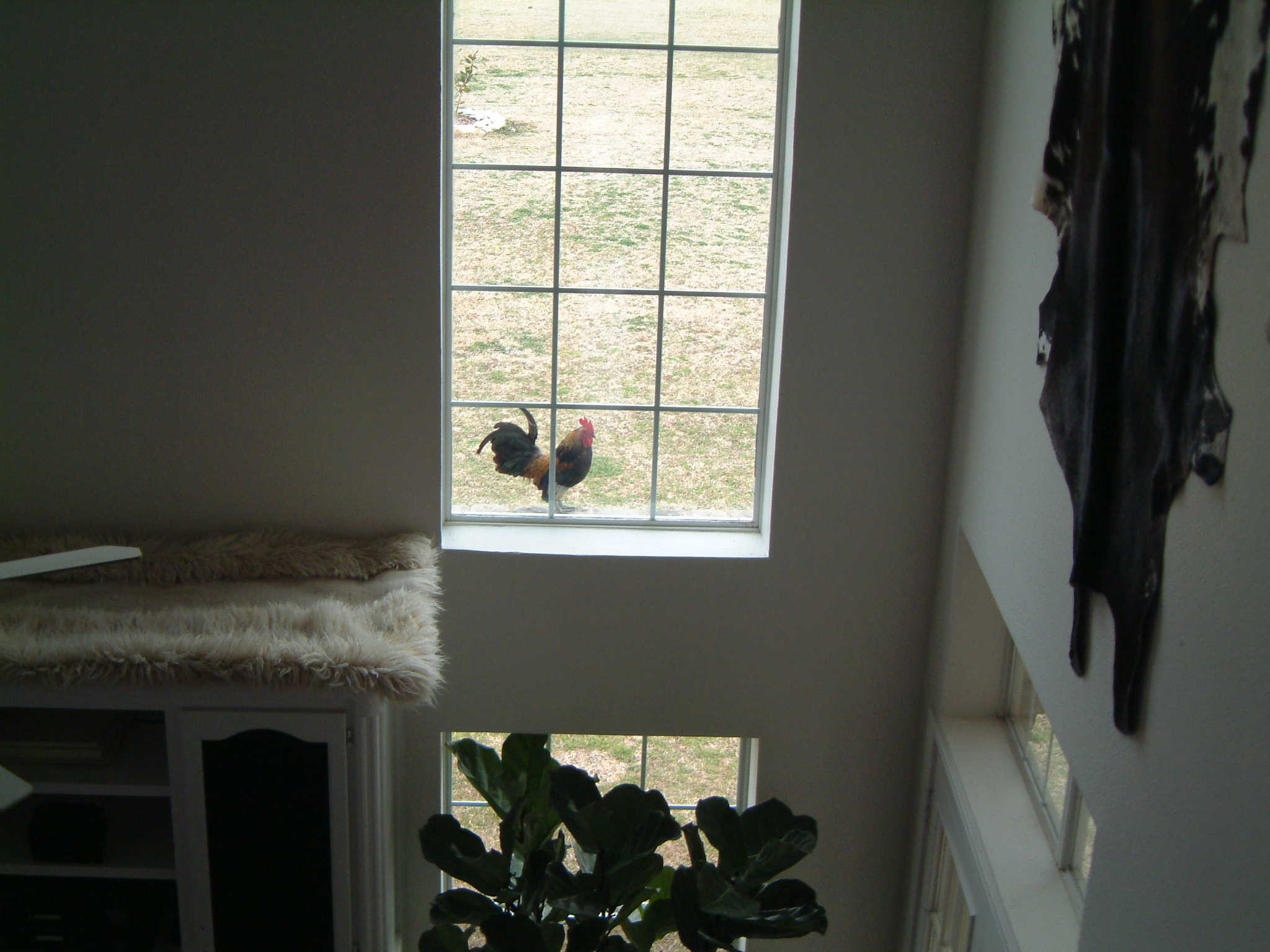 Blackie on a high window ledge