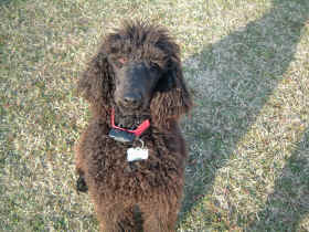 Cookie - our new black standard poodle