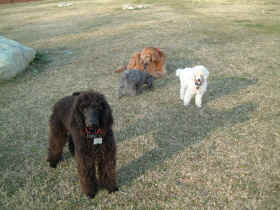 Cookie - our new black standard poodle