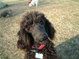 Cookie - our new black standard poodle