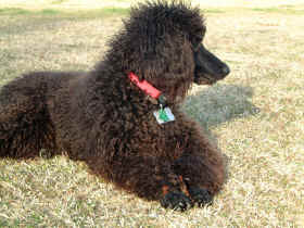 Cookie - our new black standard poodle