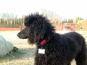 Cookie - our new black standard poodle