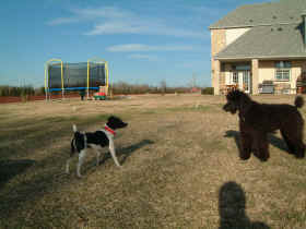 Cookie - our new black standard poodle