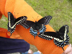 Three of the twenty or so Black Swallow Tail butterflies we raised