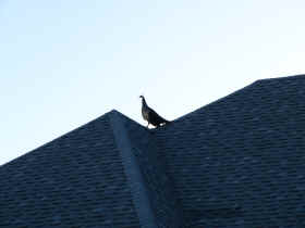 Peacock on the roof!