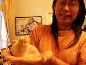 Shannon with new chick, Peach
